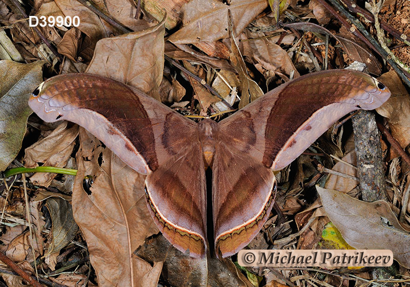 Rhescyntis hippodamia